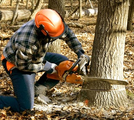 Arborist assessing tree health in North Dakota